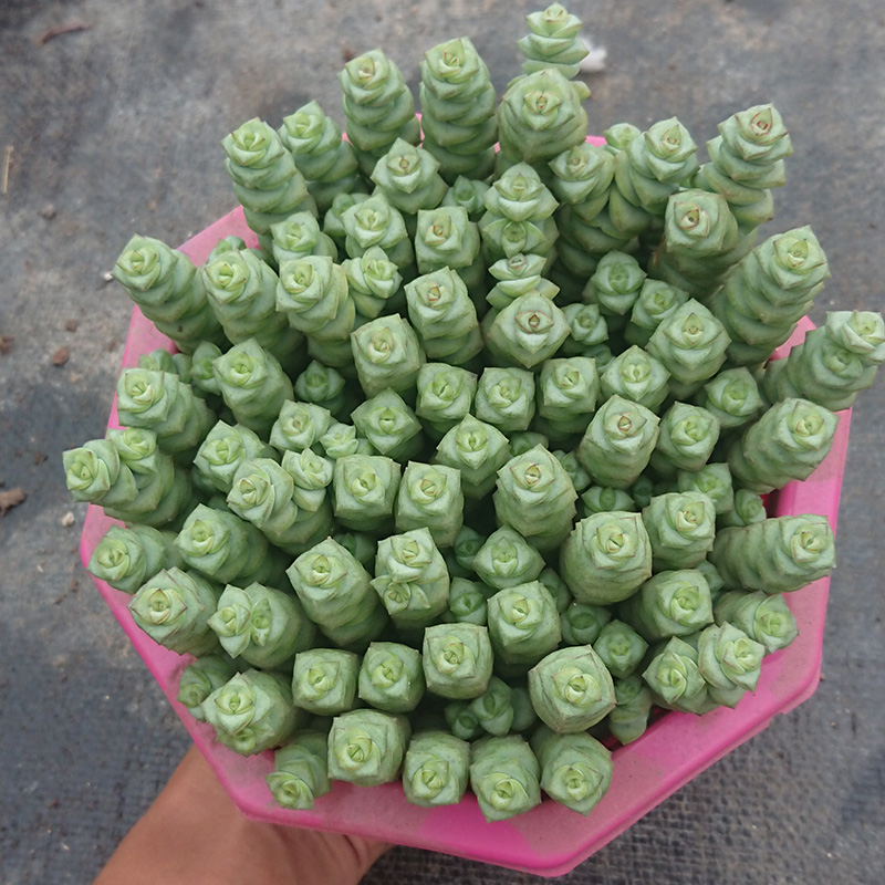 钱串多肉植物实拍种好牡丹钱串子含盆超大株绿植盆栽室内肉肉清棚