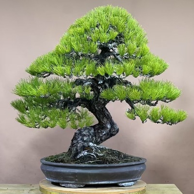 迎客松盆景室内外四季常青耐寒松树盆景地栽盆栽罗汉松盆景绿植