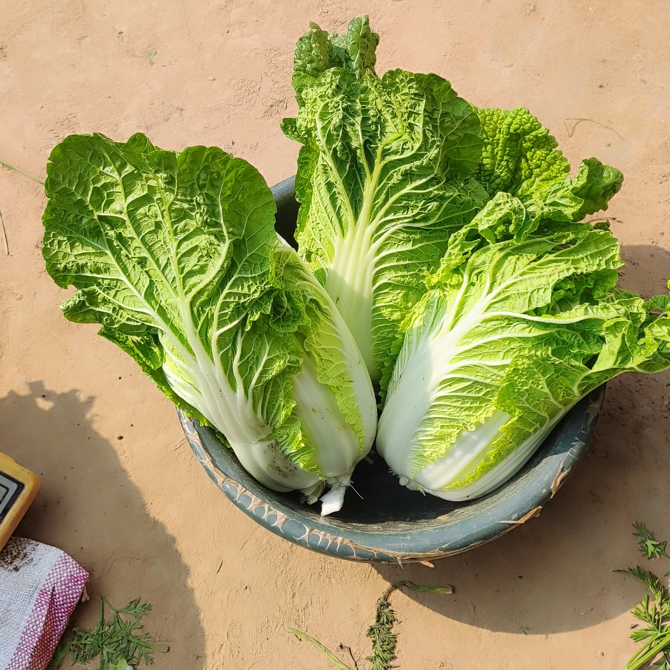 大白菜 自己家种的小棵白菜5斤 打过霜的白菜 不打农药 个别有虫