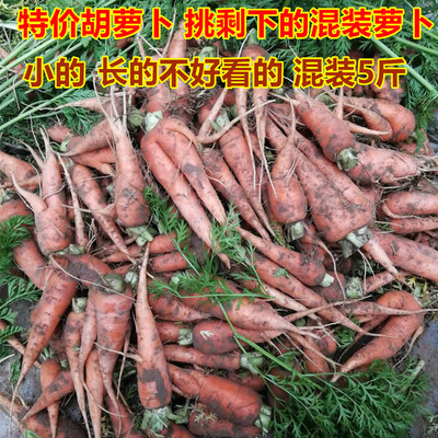 【挑剩下的】特价处理胡萝卜5斤 长的不好看的 挖断 小的都有混装