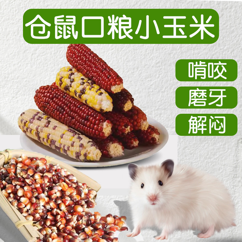 金丝熊仓鼠口粮小玉米磨牙棒零食
