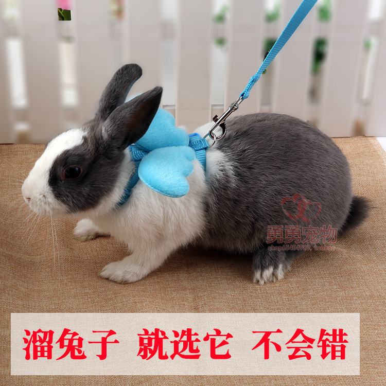 兔子牵引绳遛溜兔绳宠物小型背心式天使翅膀可爱衣服兔兔神器用品