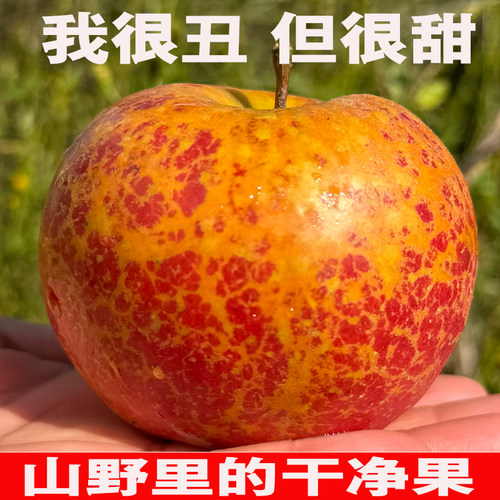 不好吃包赔云南昭通糖心丑苹果