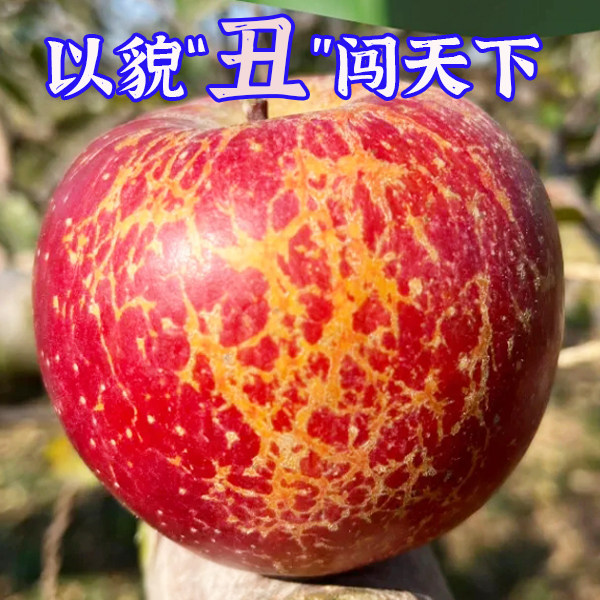 正宗云南昭通丑苹果冰糖心脆甜水果新鲜整箱应当季邵