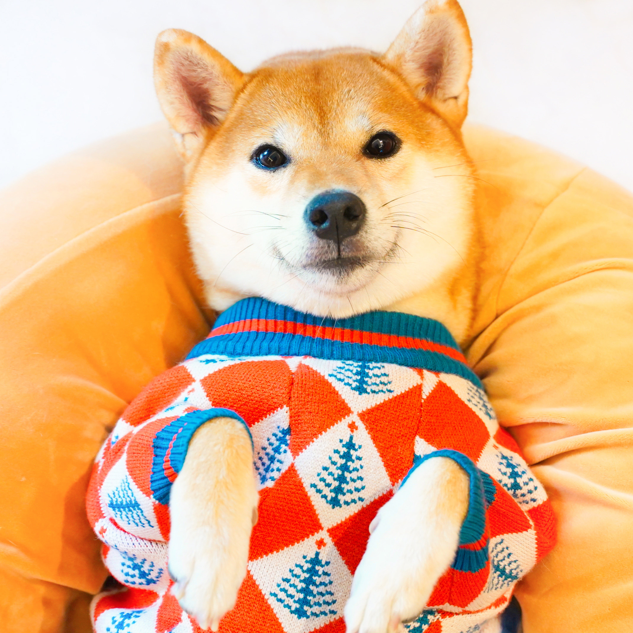 秋天の小狐狸 柴犬可爱毛衣新年衣服秋冬保暖厚网红狗狗针织圣诞