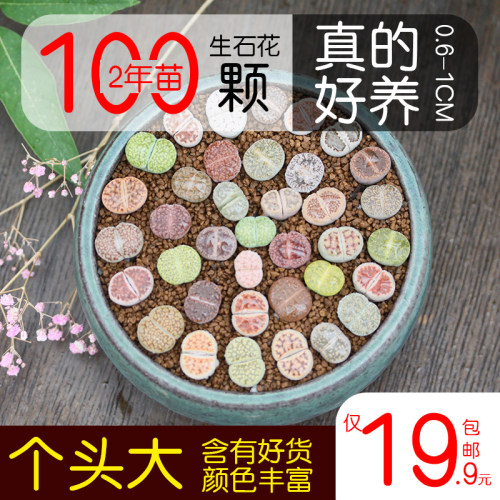 菊纹章价格 菊纹章图片 星期三