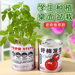 种植小盆栽礼物栽培罐头花罐头植物桌面好养种子草莓向日葵种植