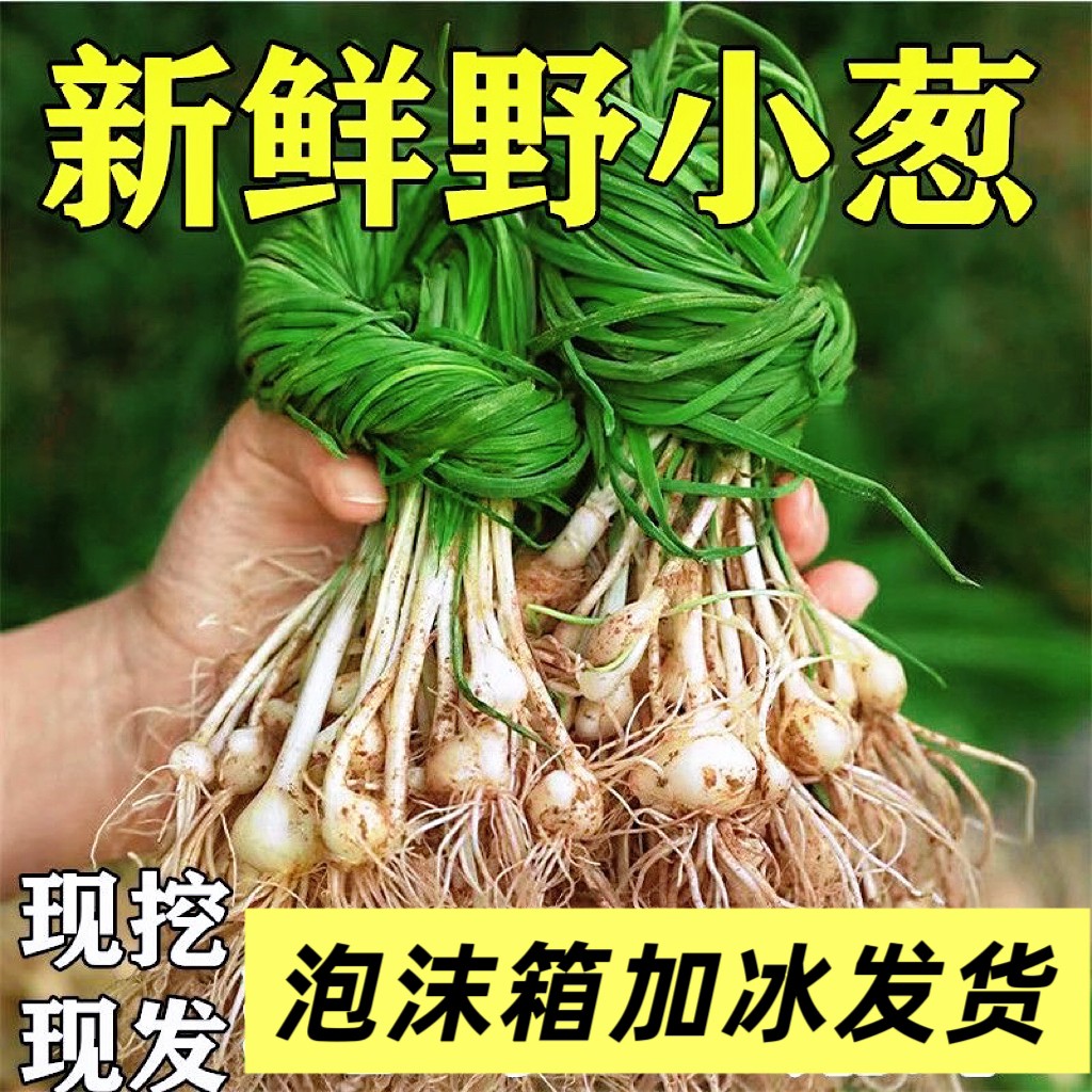 现挖现发新鲜野生野葱花小根蒜头下饭菜野菜露天沙葱日葱胡葱山蒜
