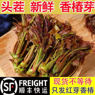 香椿芽新鲜嫩芽春芽菜野生香春芽陕西秦岭现摘香椿头野生头茬香椿
