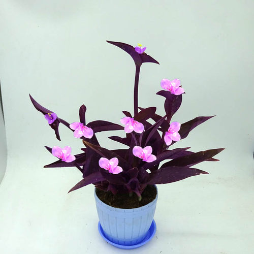 盆栽垂吊阳台净化空气紫叶草