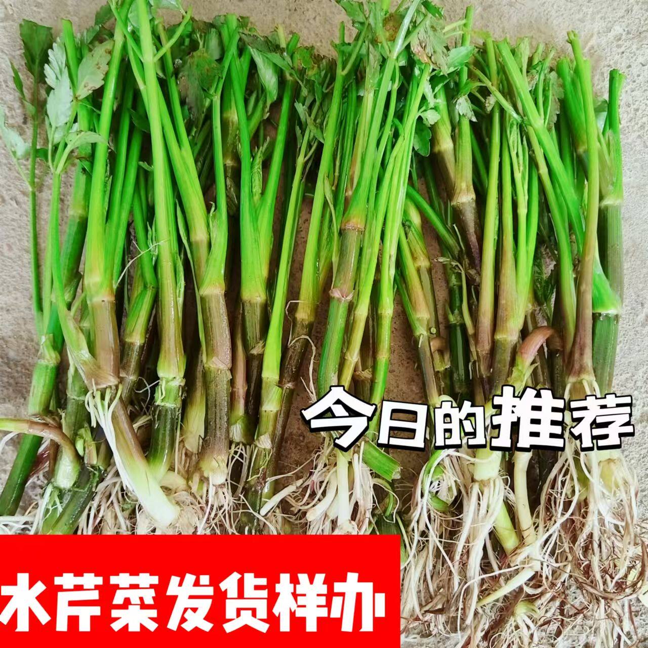 水芹菜根野生水芹菜根中华水芹水芹菜水培植物可绿化食用新鲜