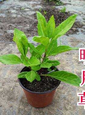 正宗福建明月草苗降糖草白子菜长寿菜可食用药用绿植盆栽阳台庭院