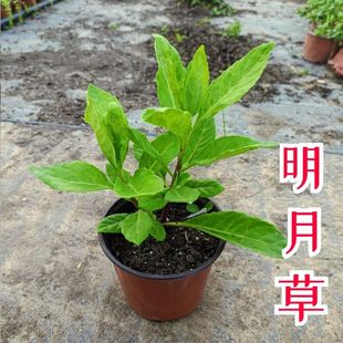 正宗福建明月草苗降糖草白子菜长寿菜可食用药用绿植盆栽阳台庭院