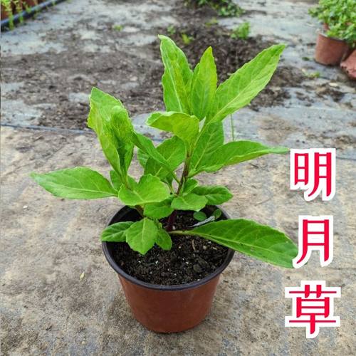 正宗福建明月草苗降糖草白子菜长寿菜可食用药用绿植盆栽阳台庭院