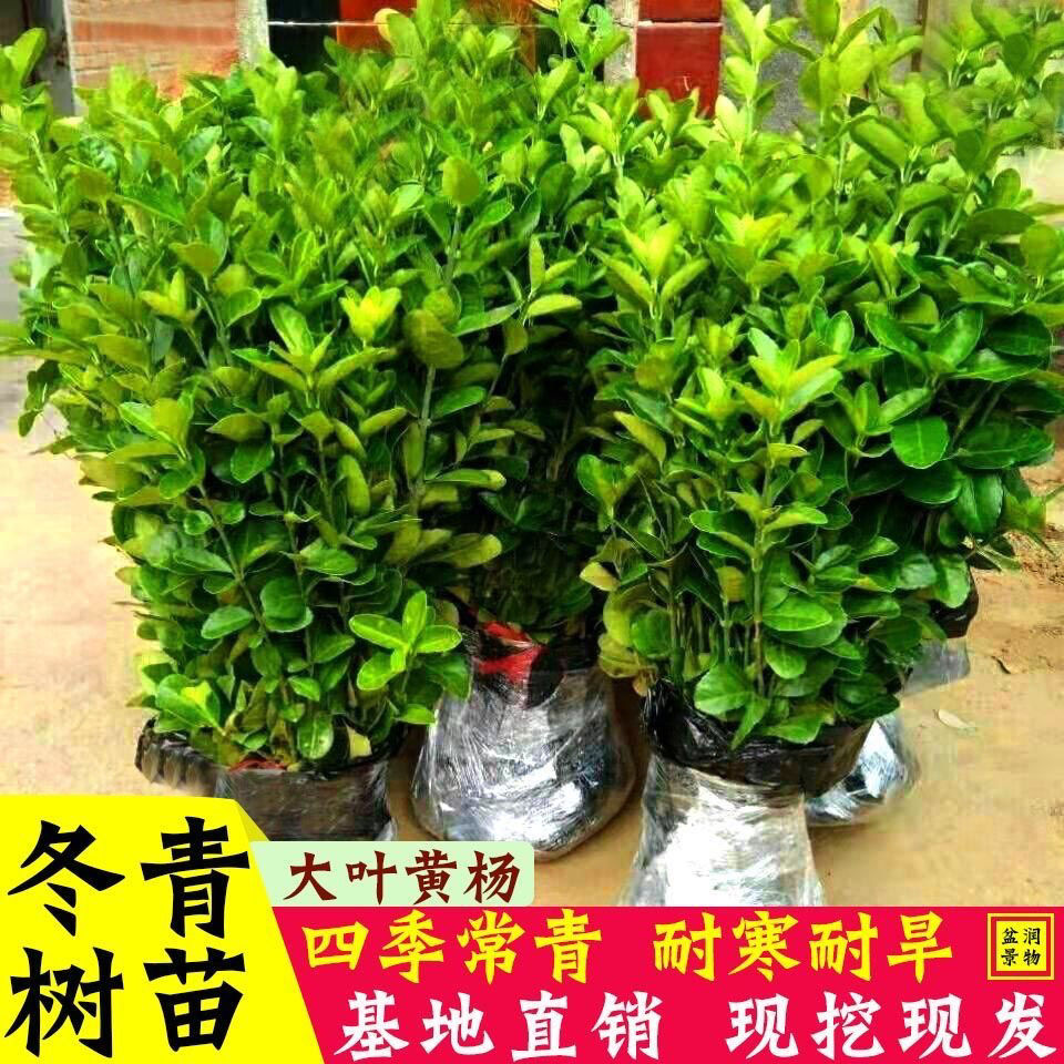 北海道黄杨树苗庭院围墙冬青耐寒大叶植物万年青丛生四季长青绿篱