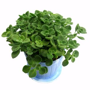 多肉植物碰碰香一抹香盆栽办公室内绿色小植物盆景盆栽绿植花卉