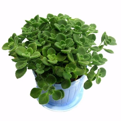 绿植一抹香盆景花卉多肉植物