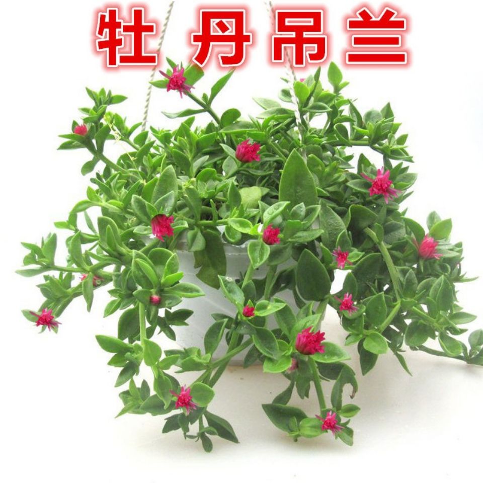 牡丹吊兰带花盆栽垂吊植物室内阳台长期开花净化空气绿植吸收甲醛