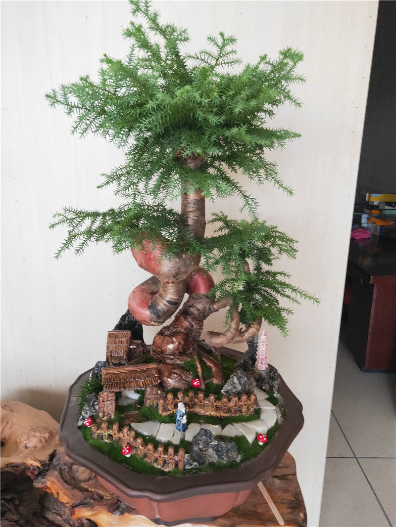 澳洲杉不老松/精品绿植盆栽盆景/