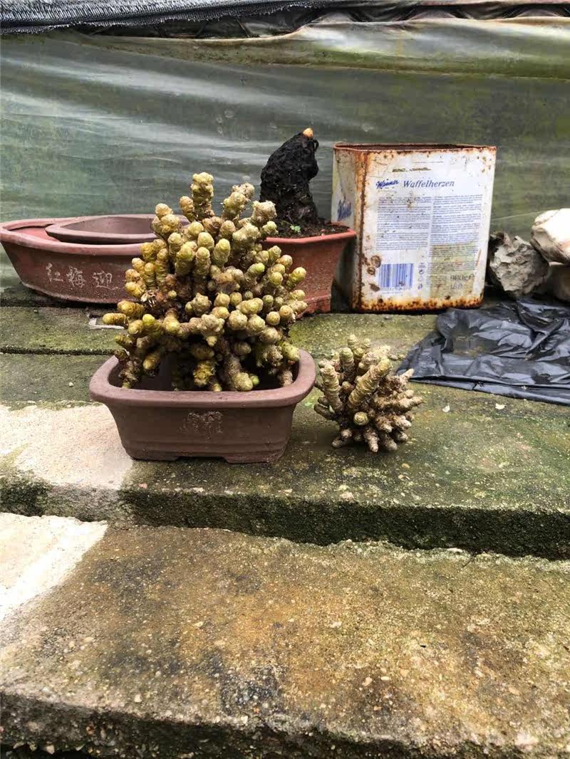 野生藤田七植物苗盆栽川七种苗种子 根茎爬藤绿植 微型景观盆栽批