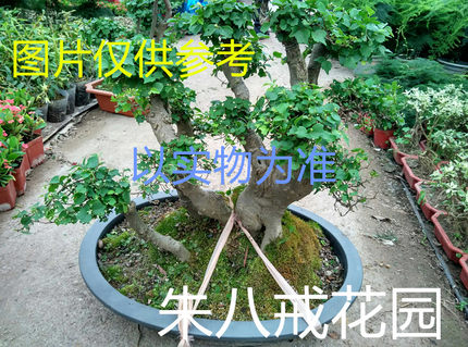 小叶菩提树盆景 花卉绿植盆景 庭院 办公室室内绿植盆景 /批