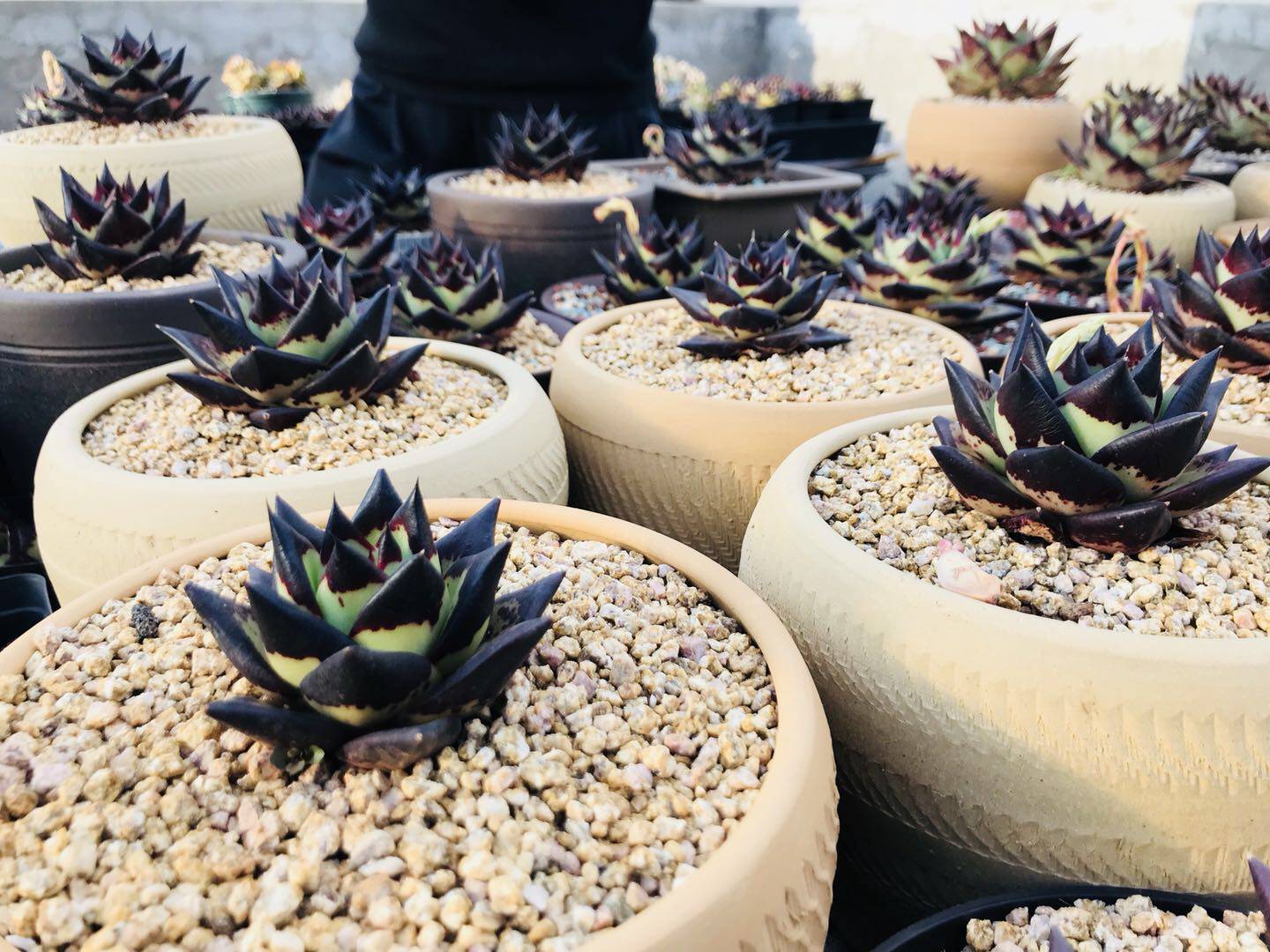 黑檀汁乌木连接专拍