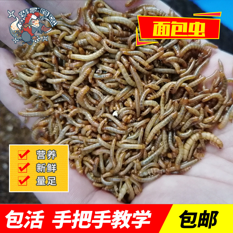 守宫面包虫魅影活体饲料