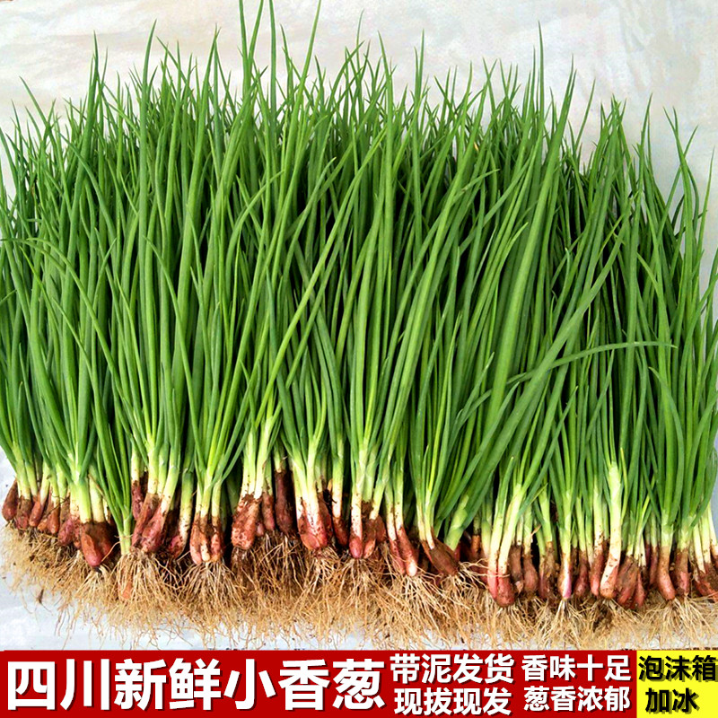 四川香葱小香葱带泥发货