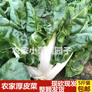 四川农家厚皮菜新鲜牛皮菜瓢儿菜根达菜无茎甜菜产地只发时令蔬菜