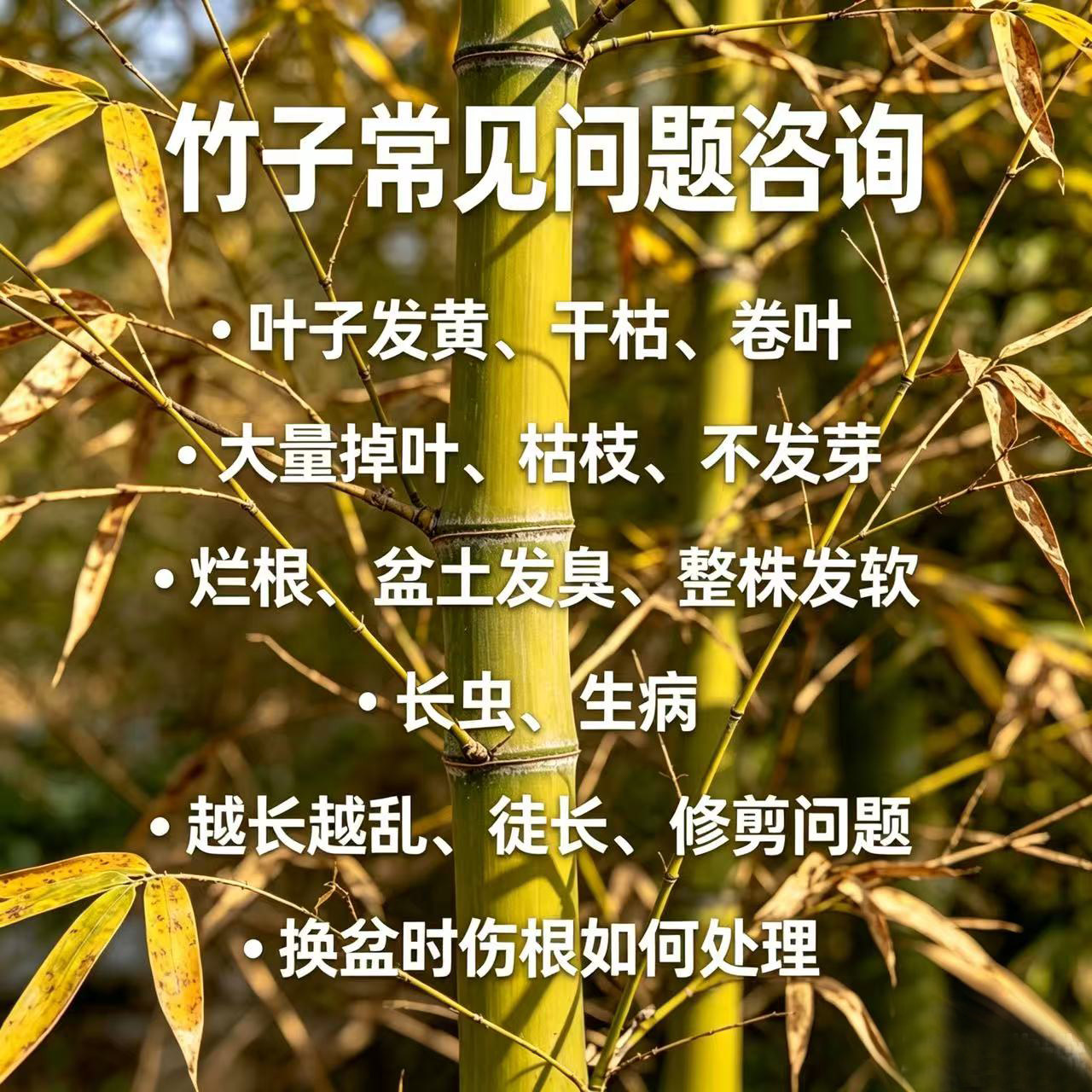 绿植盆景竹子栀子花盆景养护常见问题咨询服务