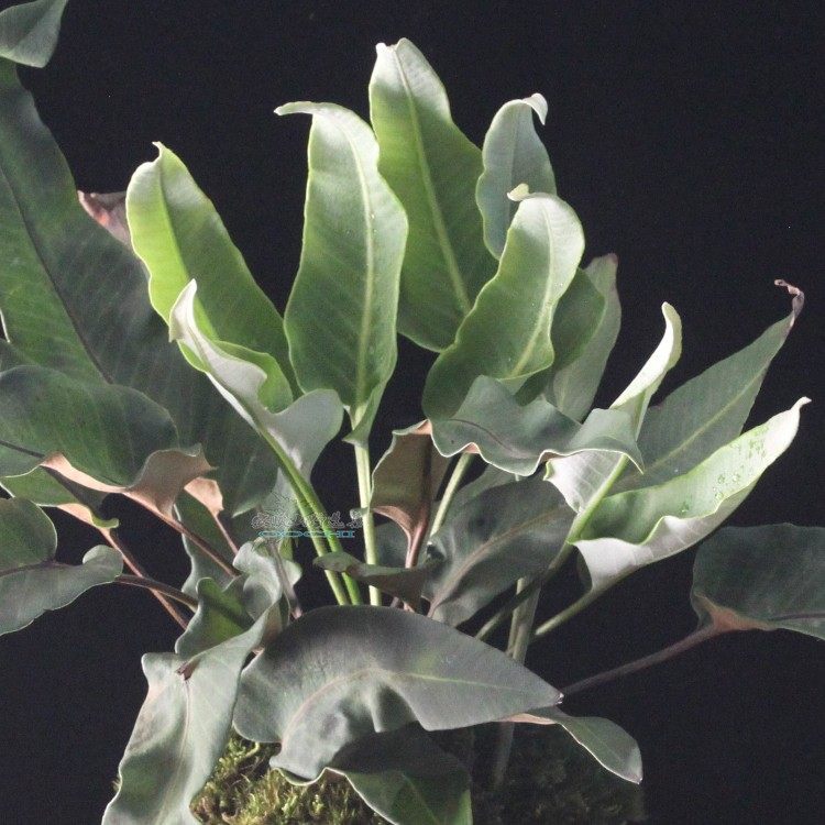 瓦韦室内种植趣味喜阴耐旱