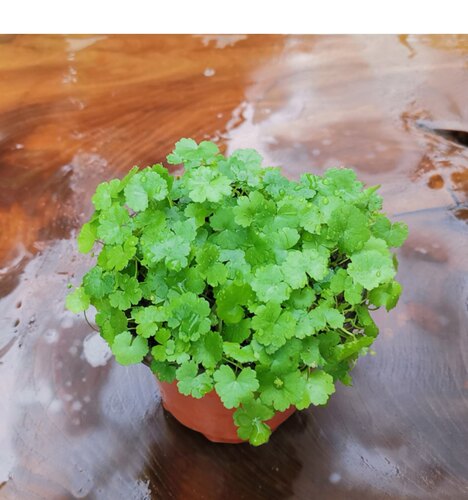 盆面植物仙秀草易种室内美观趣味