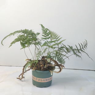 【2件特别价】圆盖阴石蕨白毛骨碎补老桩狼尾蕨假山微景附植物