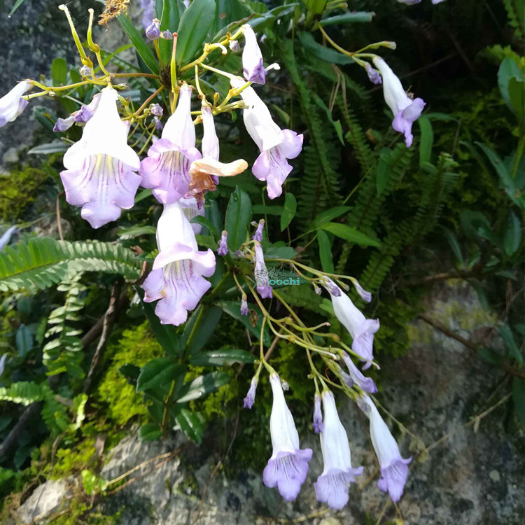 【吊石苣苔】贵州草药又称岩豇豆 石吊兰 黑乌骨全草可入药