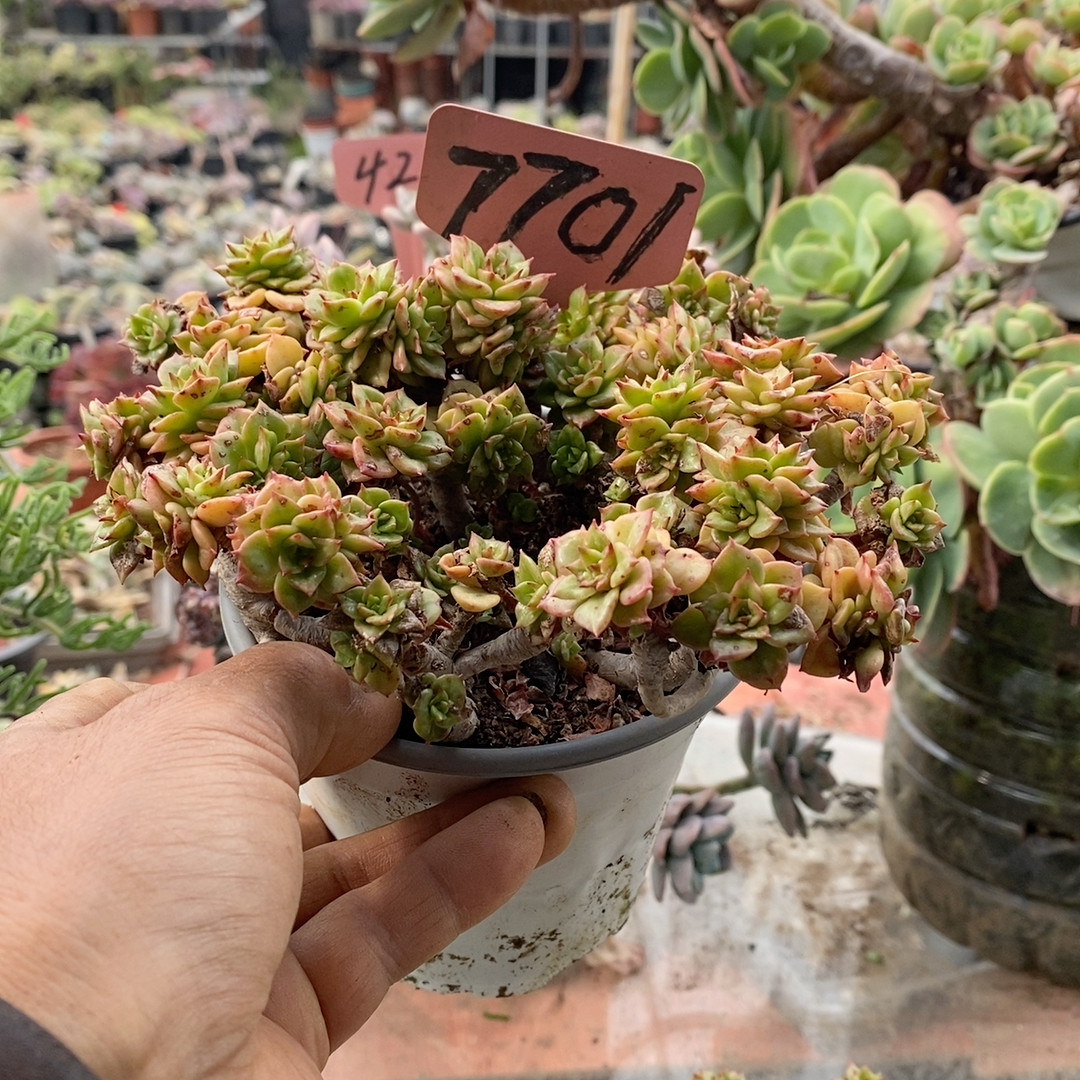 量拍腊牡丹清棚价7701
