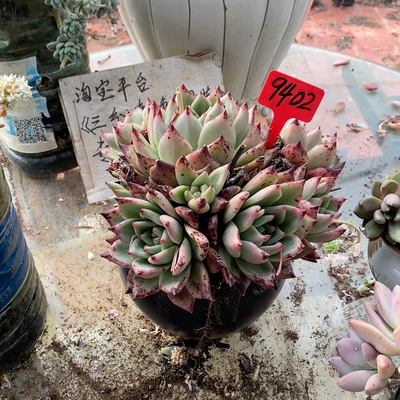 大棵黄片乌木9402