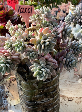 中号红洛神老桩62001