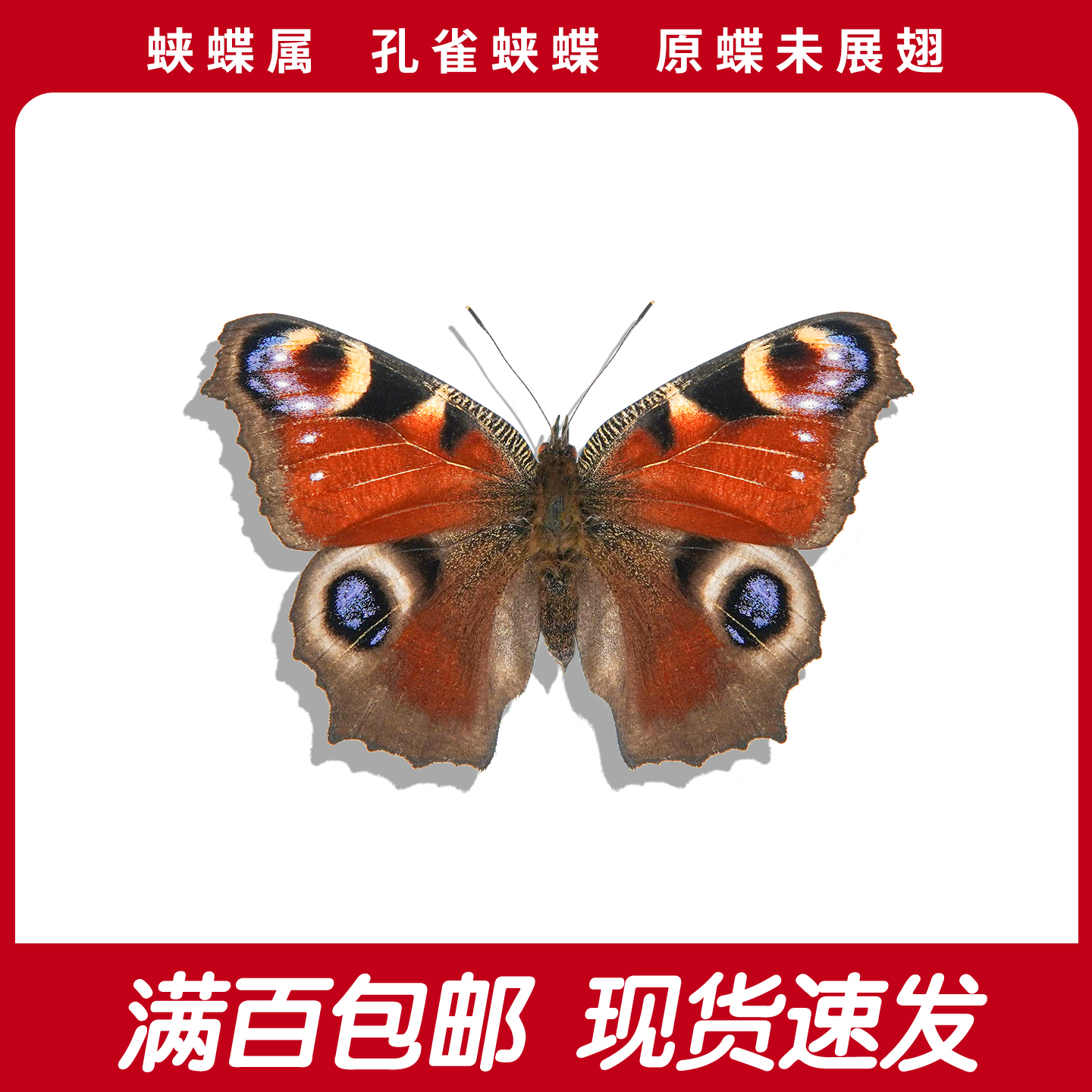 孔雀蛱蝶A1/A-未展翅国产蝴蝶原蝶手工diy研学科普教育家居装饰画