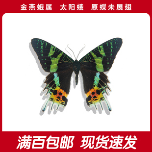太阳蛾A1/A-真标本原蝶秘鲁未展翅diy手工创意工艺品教育脚本科普