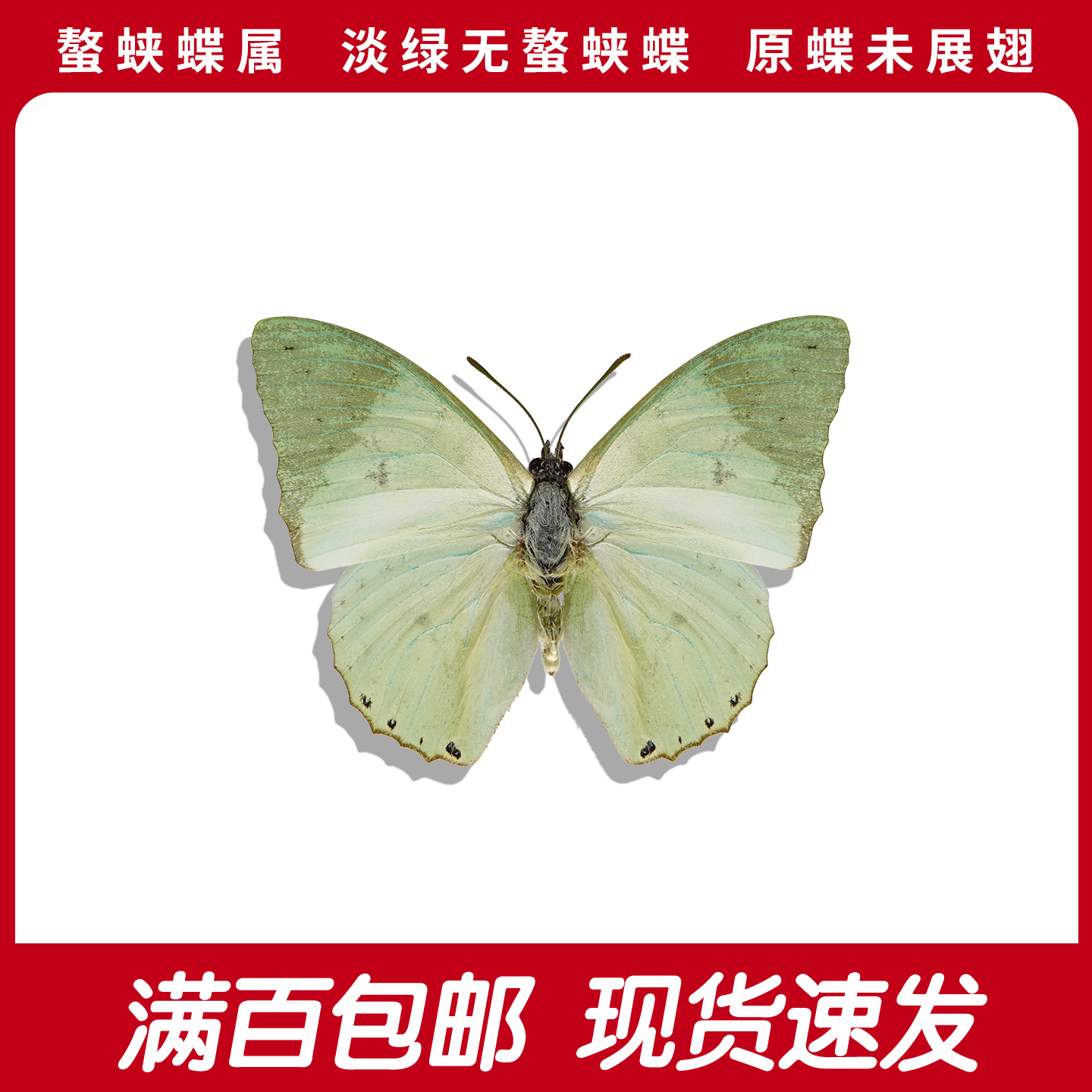 淡绿无螯蛱蝶A1/A-未展翅原蝶标本真蝴蝶工艺品 绿色淡绿色蝴蝶