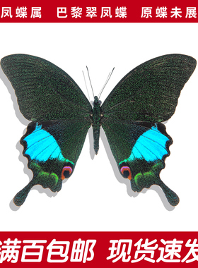 真蝴蝶标本巴黎翠凤蝶未展翅A1a-原蝶绿色手工diy创意工艺品摄影
