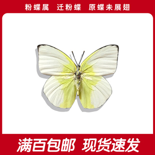 迁粉蝶真蝴蝶标本a1 黄色原蝶未展翅手工diy 装饰科普教育展览