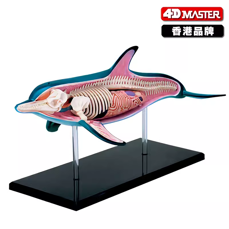 香港正品4D Master仿真海洋动物解剖拼装模型海豚可拆卸玩教具