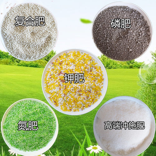 构骨树价格 构骨树图片 星期三