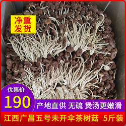 江西广昌茶树菇5号小帽未开伞细杆茶树菇干货5斤散装蘑菇香菇类