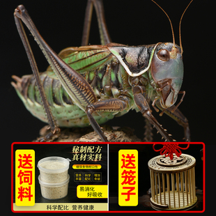 新脱蝈蝈活虫带笼子送饲料高端宠物鸣虫过冬大蝈蝈郝建伟铁皮蝈蝈
