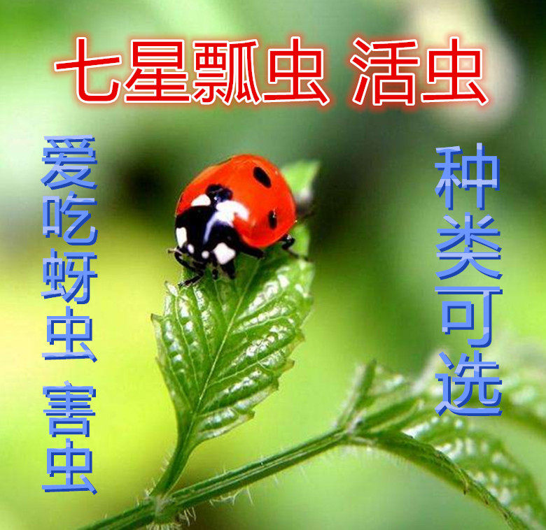 七星瓢虫活体多星瓢虫卵活体幼虫专吃蚜虫等花草害虫料宠物包活发