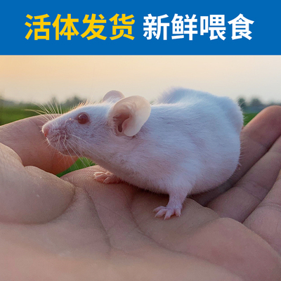 新鲜乳鼠活小白鼠红皮乳鼠白霜