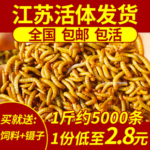 面包虫活虫钓鱼黄粉虫活虫 鹦鹉金龙鱼乌龟画眉鸟石蛙活饵饲料 包邮