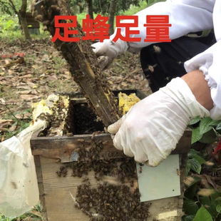 中蜂蜂群双色蜂群阿坝蜂群土蜂群带脾蜜蜂活群笼蜂群带王活体蜂群